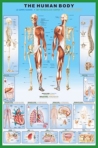 The Human Body Poster 61x91 Cm